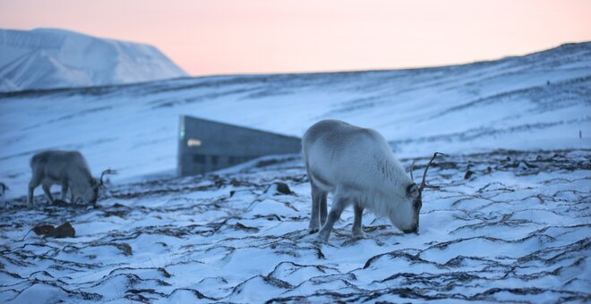 Major Seed Deposit at the Svalbard Global Seed Vault, Longyearbyen