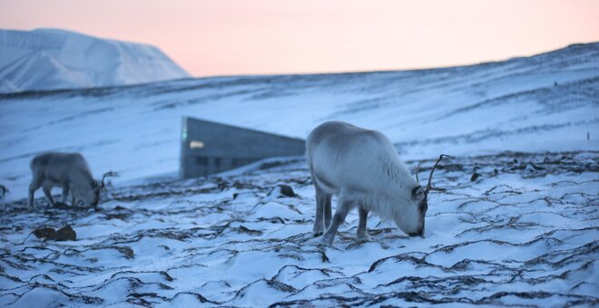 Major Seed Deposit at the Svalbard Global Seed Vault, Longyearbyen