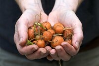Hands holding carrots