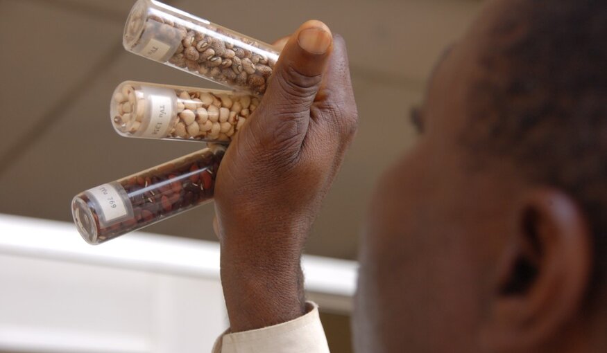 How Genebanks Helped Ahmed Bring Back Cowpea to Somalia