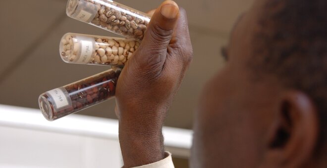 How Genebanks Helped Ahmed Bring Back Cowpea to Somalia