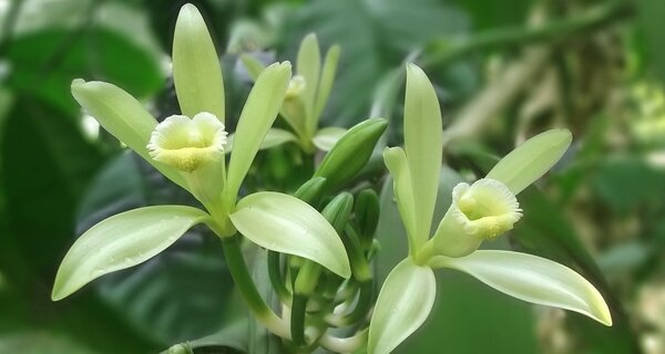Closeup of vanilla flower