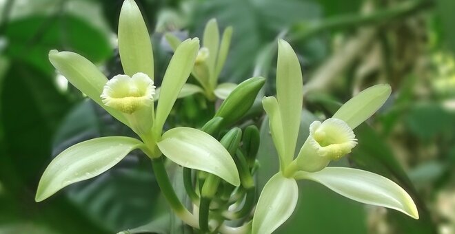 Closeup of vanilla flower