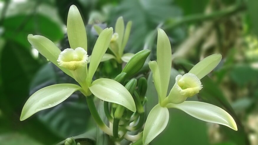 Closeup of vanilla flower