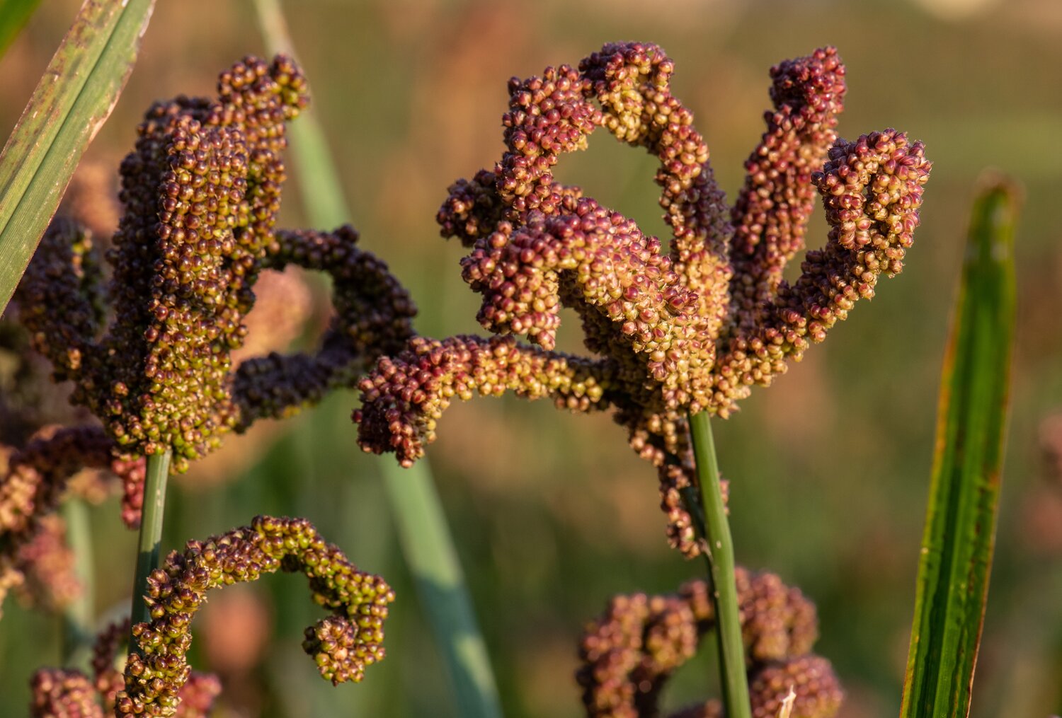 Finger millet in the field. 