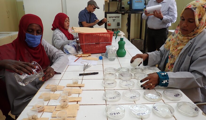 Sudan’s National Genebank Begins Rebuilding as Famine Threatens