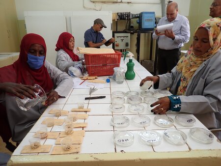 Sudan’s National Genebank Begins Rebuilding as Famine Threatens