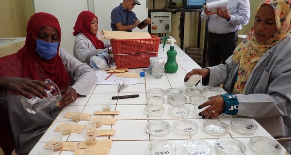 Sudan’s National Genebank Begins Rebuilding as Famine Threatens