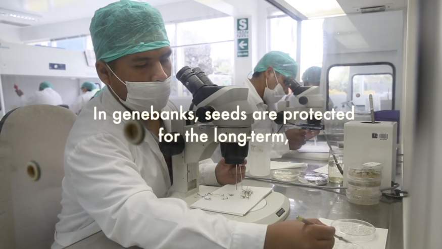 Biodiversity for Resilience: Genebanks, Ensuring Resilience