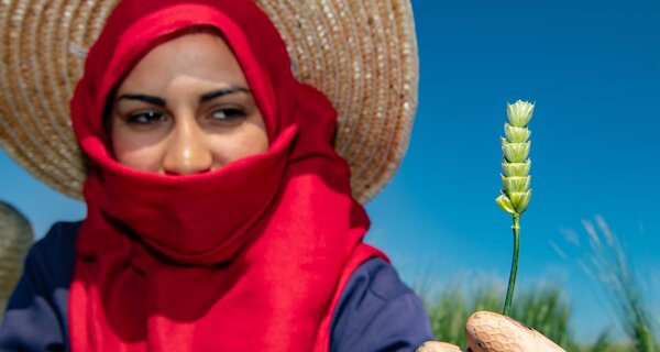 A field technician for the durum wheat breeding project shows a durum wheat spike.