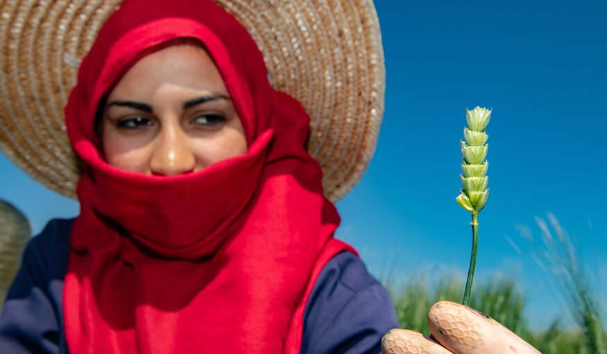 A field technician for the durum wheat breeding project shows a durum wheat spike.