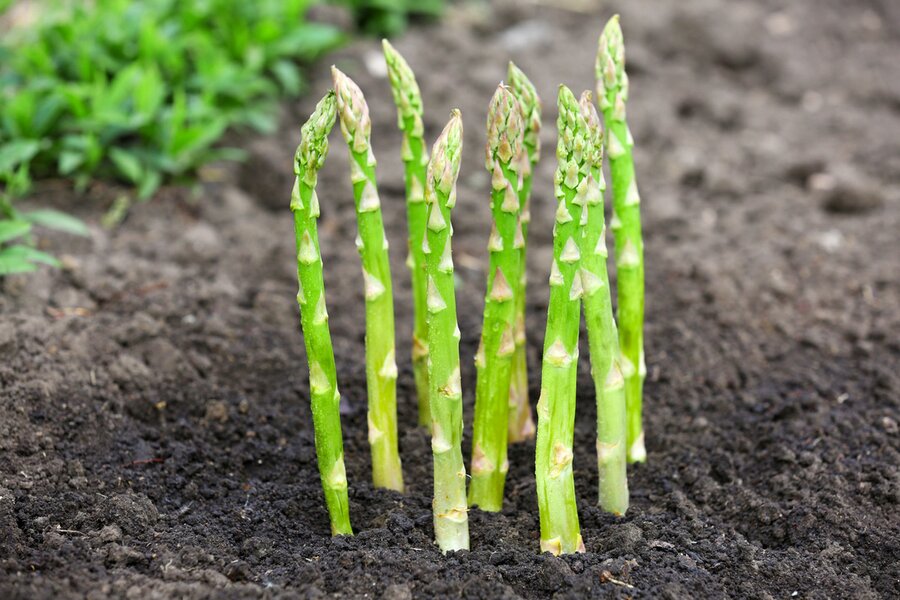 Asparagus