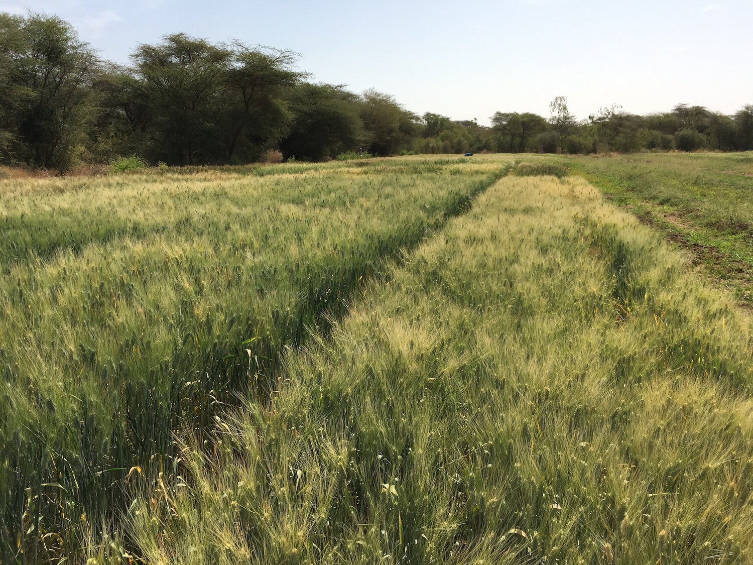 6 nice durum wheat varieties in Fanaye. Photo credit: Filippo M Bassi