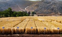 Wheat field in front of mountain landscape. 