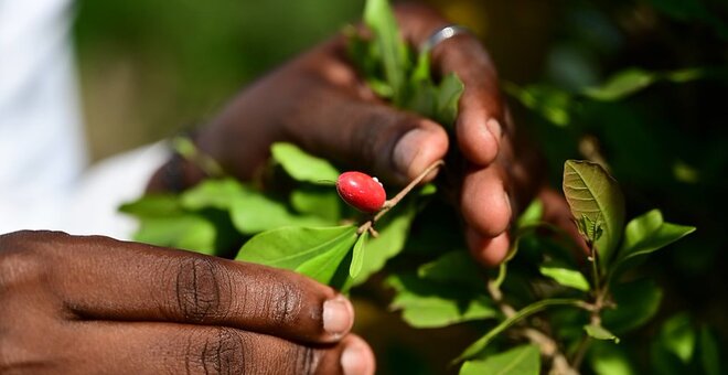 Growing the Movement: Scaling Opportunity Crops Through Policy, Partnerships and Investment