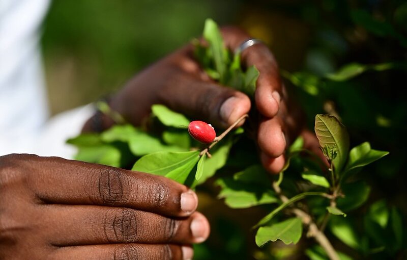 Growing the Movement: Scaling Opportunity Crops Through Policy, Partnerships and Investment