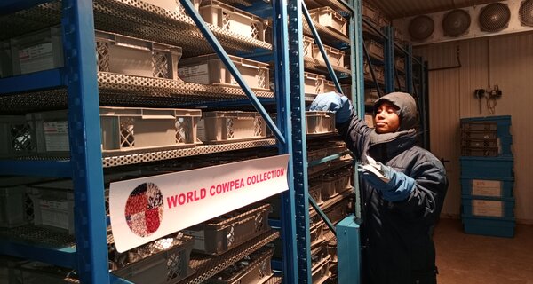 IITA's genebank, Genetic Resources Center, houses the world’s largest collection of cowpea. Photo: Tchamba Marimagne/IITA