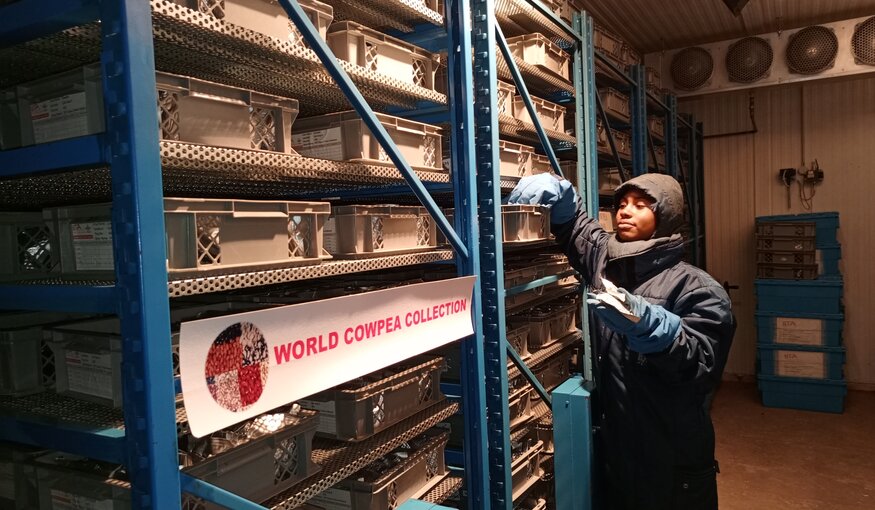 IITA's genebank, Genetic Resources Center, houses the world’s largest collection of cowpea. Photo: Tchamba Marimagne/IITA