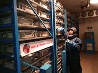 IITA's genebank, Genetic Resources Center, houses the world’s largest collection of cowpea. Photo: Tchamba Marimagne/IITA