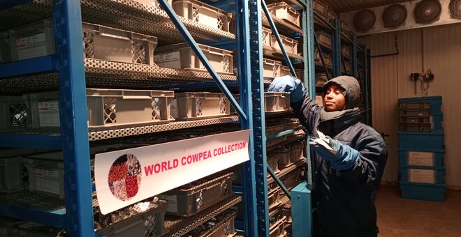 IITA's genebank, Genetic Resources Center, houses the world’s largest collection of cowpea. Photo: Tchamba Marimagne/IITA