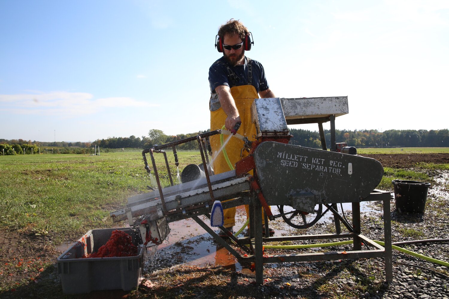 Tomato (Solanum lycopersicum L.) originated in the Americas and is one of the most widely grown vegetables in the world. The USDA-ARS National Plant Germplasm System in Geneva, NY, safeguards and makes available nearly 6,000 accessions of tomatoes. Pictured here, Jackson Bartell is separating the pulp from the seeds in order to produce large quantities of seed for long-term storage and distribution to requestors. Credit: L.M. Salazar/Crop Trust