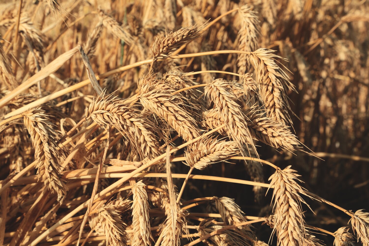 Barley | Accessions in the Seed Vault: 21,379 | Accessions in genebanks globally: 222,659 (Photo: Shawn Landersz/Genebank Platform)