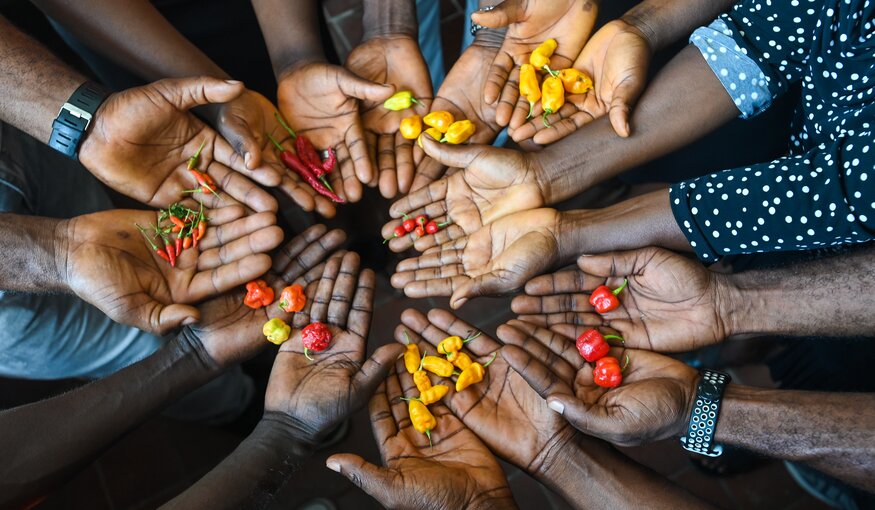 Securing the world’s crop diversity is a prerequisite for future food and nutrition security. Photo: Shawn Landersz/Crop Trust