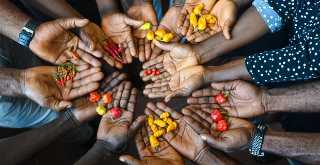 Securing the world’s crop diversity is a prerequisite for future food and nutrition security. Photo: Shawn Landersz/Crop Trust