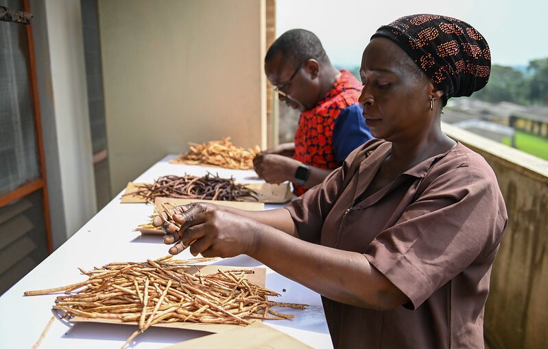 BOLDly Regenerating Crop Diversity in Nigeria