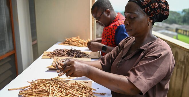 BOLDly Regenerating Crop Diversity in Nigeria