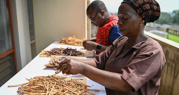 BOLDly Regenerating Crop Diversity in Nigeria