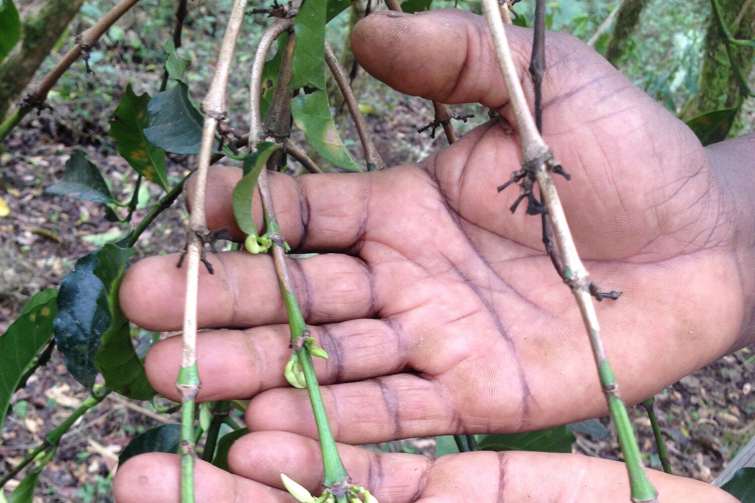 Wild coffee flowers held by farmer Tebeje Neguse. Photo credit: Simran Sethi