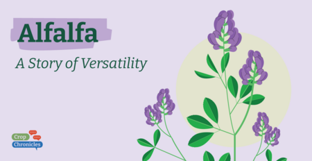 Alfalfa: A Story of Versatility