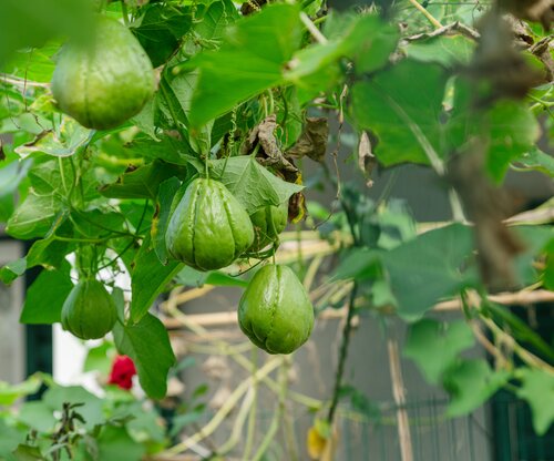 Chayote