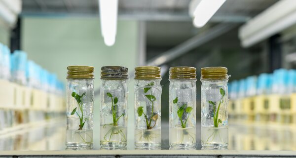 The Crop Trust Starts 2026 with New Leadership Perspectives