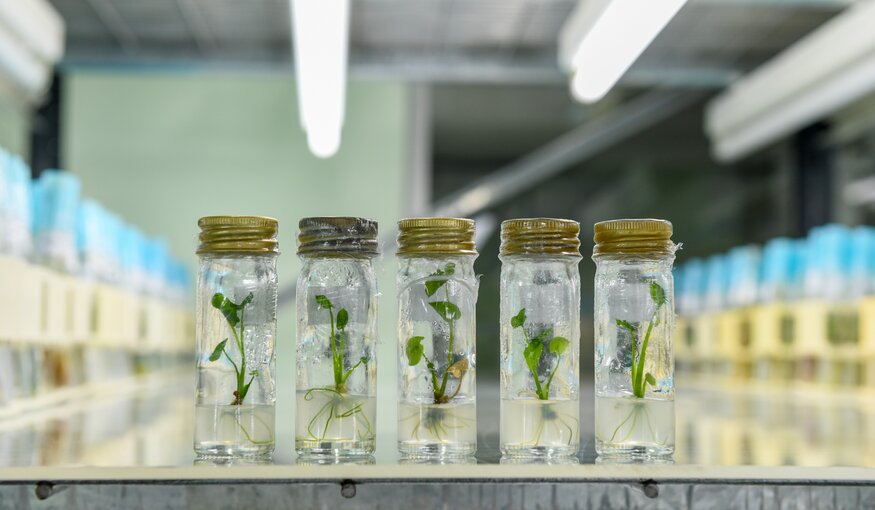 The Crop Trust Starts 2026 with New Leadership Perspectives