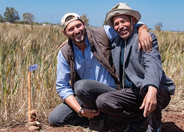 ICARDA's Filippo Bassi with farmer Abdellah Bounagua. ICARDA scientists working in the DIIVA Project visit on-farm trials near Marchouch, Morocco to gather opinions of farmers about CWR-derived durum wheat lines. Photo: Michael Major/Crop TrustICARDA scientists working in the DIIVA Project visit on-farm trials near Marchouch, Morocco to gather opinions of farmers about CWR-derived durum wheat lines. Photo: Michael Major/Crop Trust