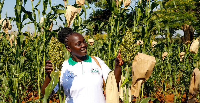 Farmer with Sorgum plant in Kenya