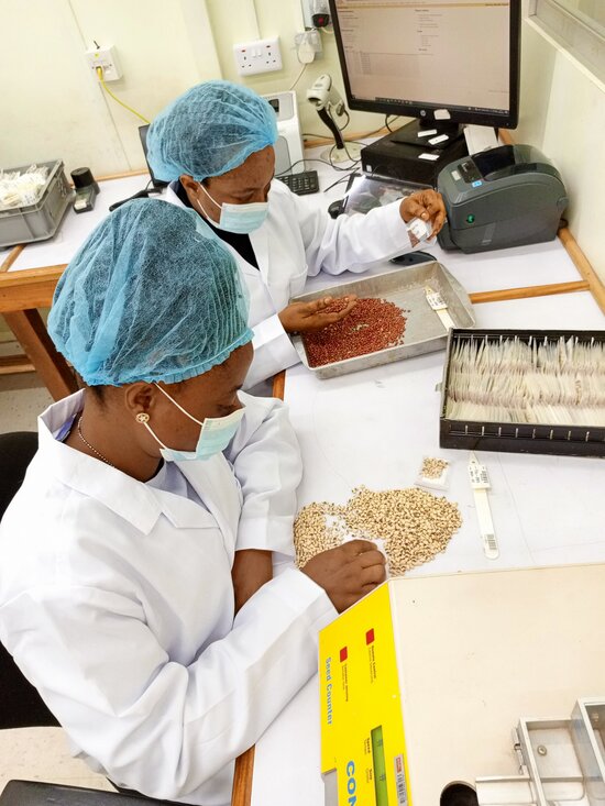 Staff sorting cowpea and other legumes for viability testing at the Genetic Resources Center. Photo: Tchamba Marimagne/IITA