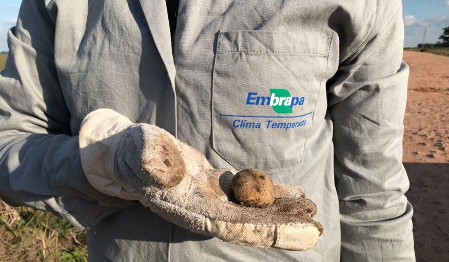Representatives of CWR Project visit Embrapa Temperate Agriculture
