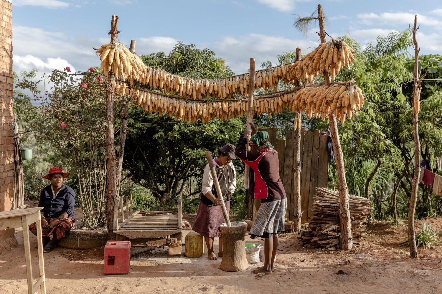 Biofortified maize improves the diet and health of people in developing countries, and replaces the need to take Vitamin A supplements. Photo: Toby Smith/Reportage by Getty Images for #CropsInColor