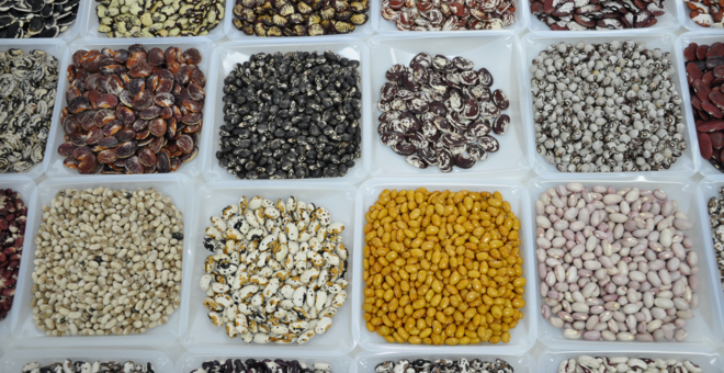 Different types of beans in containers.