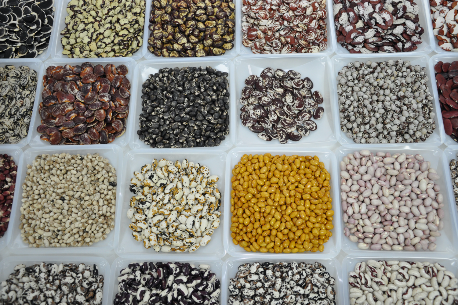 Different types of beans in containers.