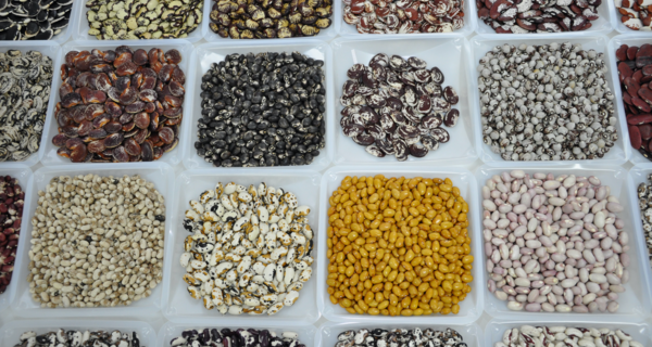 Different types of beans in containers.