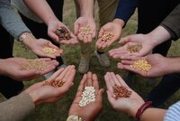 Circle of hands holding seed varieties