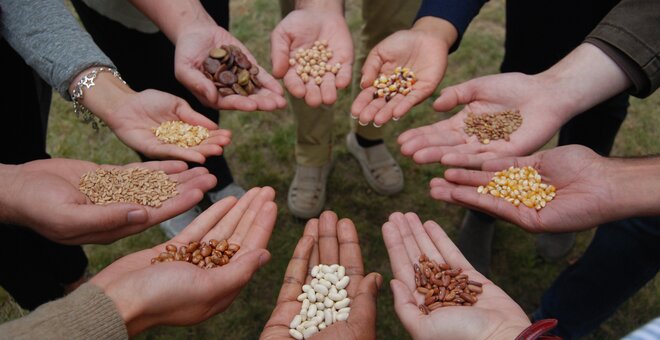 Circle of hands holding seed varieties