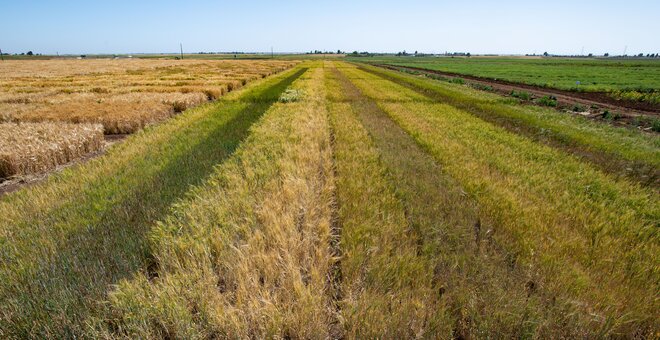 Durum Wheat Pre-Breeding for Food Security