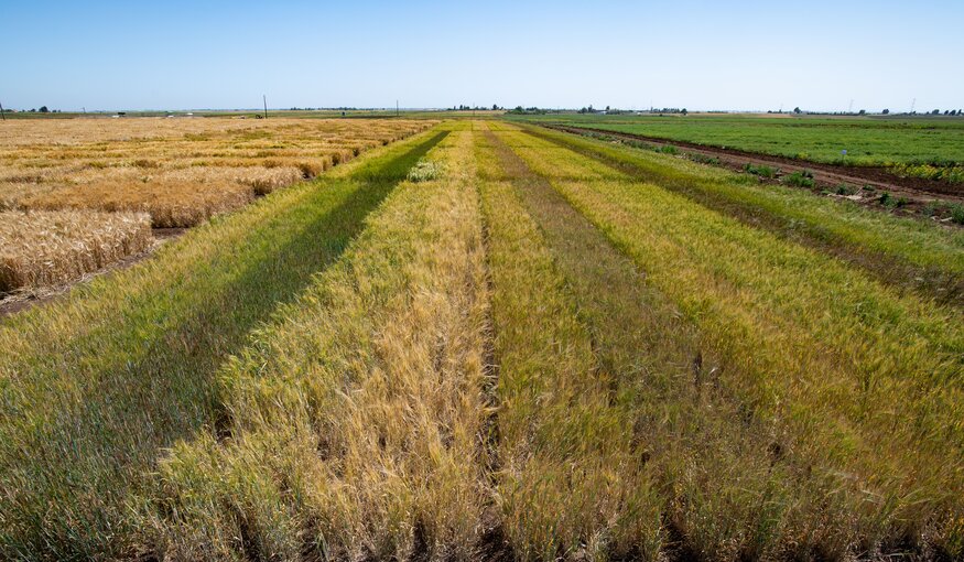 Durum Wheat Pre-Breeding for Food Security