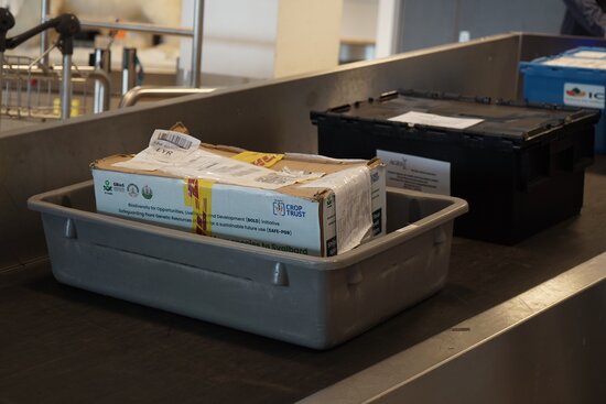 Seeds of Benin’s ancient cereal fonio, melon and other crops getting scanned at the Svalbard airport. Photo: Jonatan Jacobson/NordGen