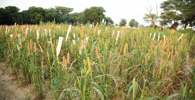 Brushing Off Biotic and Abiotic Stresses